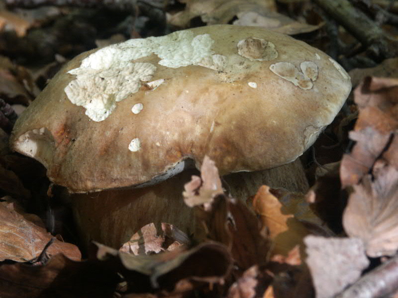 Strano autunno in sicilia